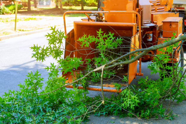 Best Tree Root Removal  in USA